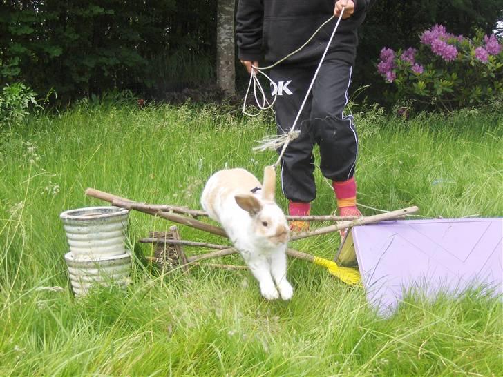 Kanin :  Tinets Pancake(L). billede 20