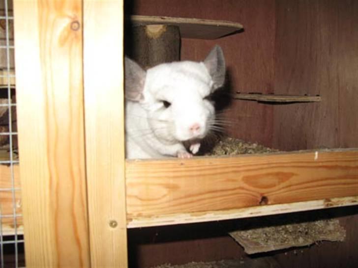 Chinchilla SilverStreak's Mystique billede 1