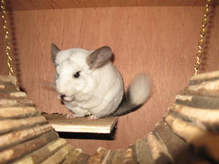 Chinchilla SilverStreak's Mystique billede 3