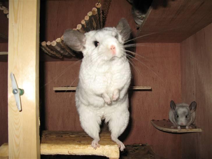 Chinchilla SilverStreak's Mystique billede 5