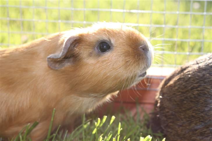 Marsvin Mille *RIP 2/9 2014* - Velkommen til min profil * Sniff sniff * :) billede 1