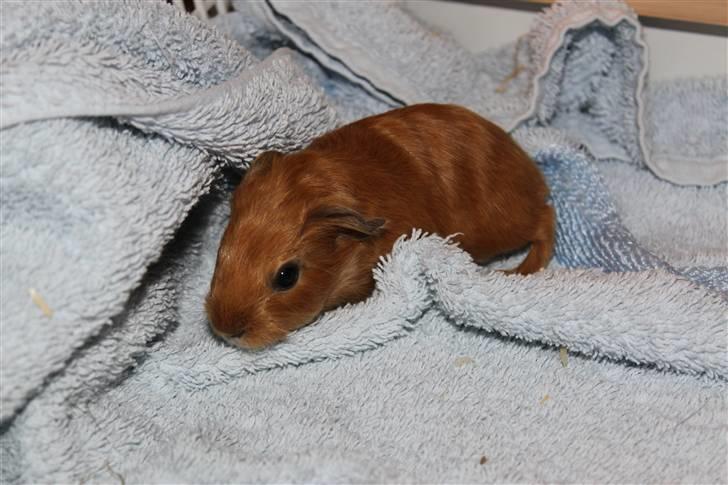 Marsvin Mille *RIP 2/9 2014* - Mig som baby, kun få dage gammel billede 4