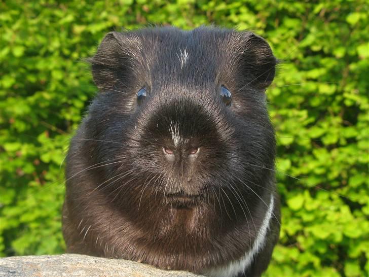 Marsvin Penelope - Velkommen til Penelopes Profil :) billede 1