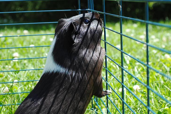Marsvin Penelope - Smuksakken i solen :´) billede 2
