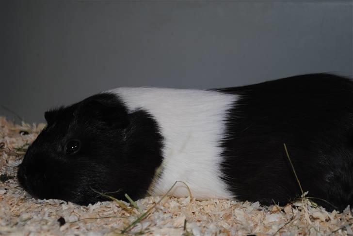 Marsvin Penelope - Flader ud i buret ;´) billede 5