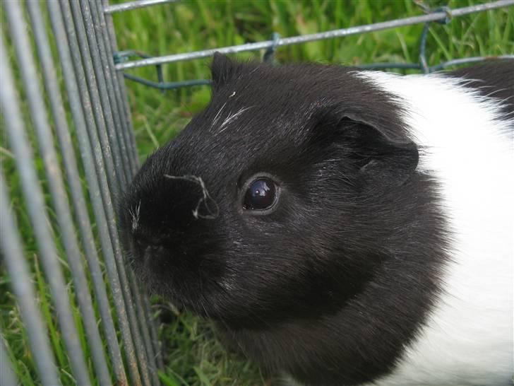 Marsvin Penelope billede 6