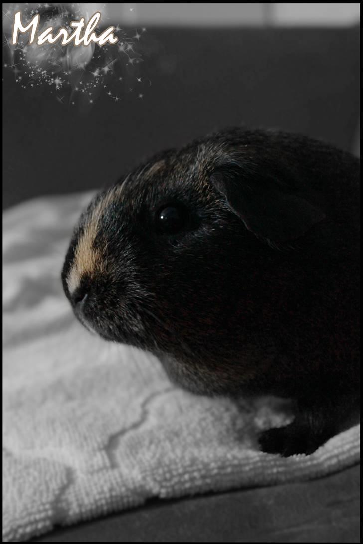 Marsvin Martha *RIP 27/6 2014* - Velkommen til min profil! billede 1