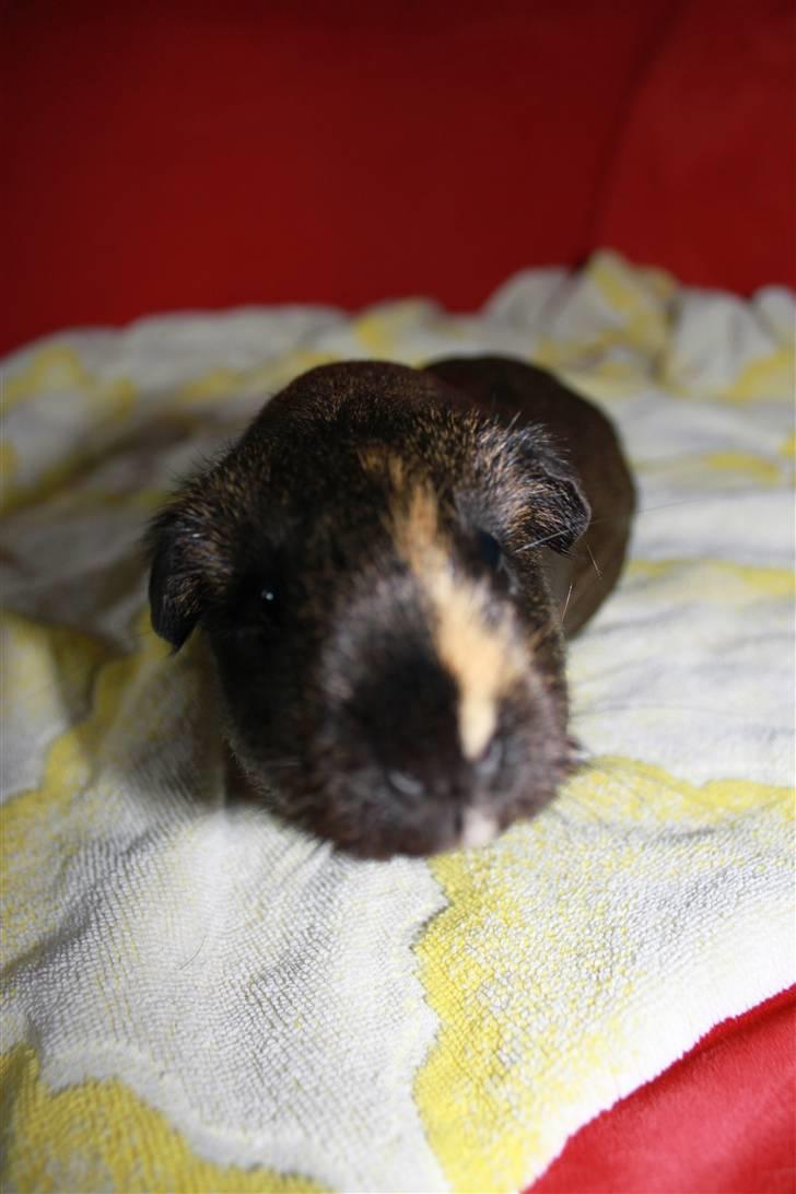 Marsvin Martha *RIP 27/6 2014* - " Hejsa.. "  :)  billede 2