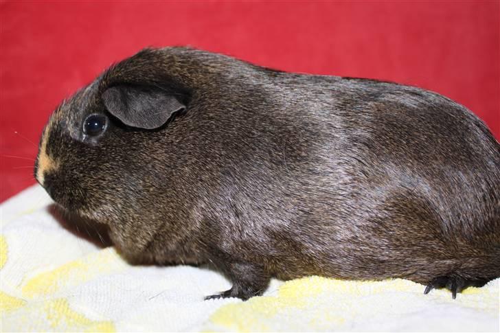 Marsvin Martha *RIP 27/6 2014* - Uha, hvor ser jeg stor og farlig ud!  billede 3