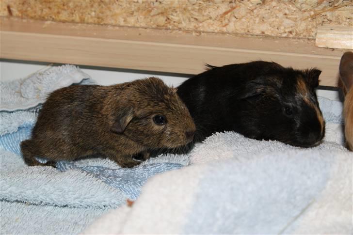 Marsvin Martha *RIP 27/6 2014* - Et billede hvor jeg kun er få dage gammel, sammen med min bror Moffe!  billede 4