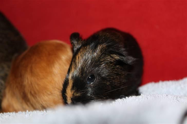 Marsvin Martha *RIP 27/6 2014* billede 5