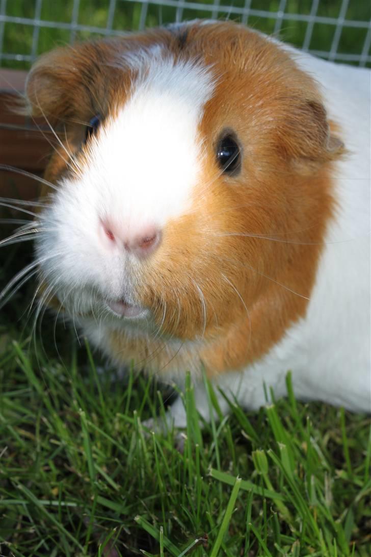 Marsvin Molly *RIP* 14/10 2013 - hey! smid da lige en kommentar, * sniff sniff * billede 9