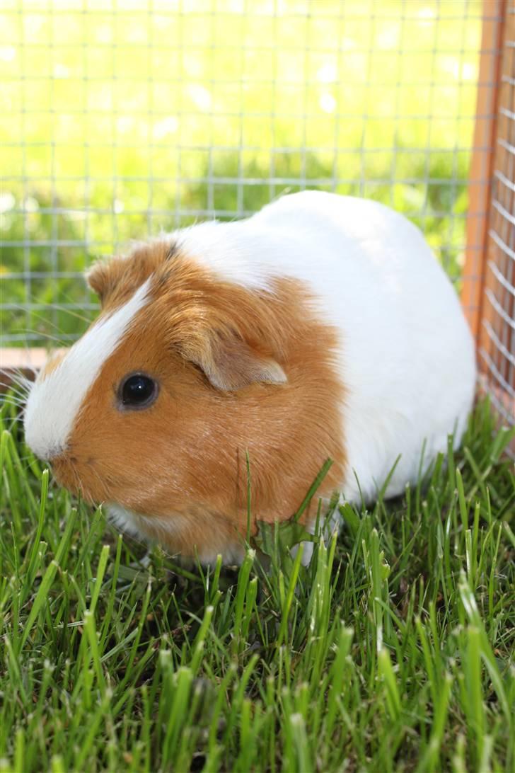 Marsvin Molly *RIP* 14/10 2013 billede 10