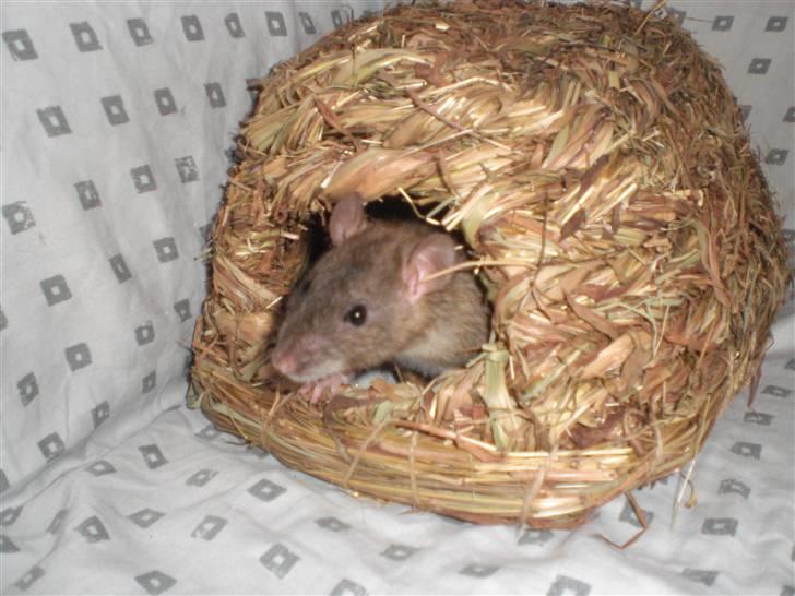 Tamrotte Faith RIP - 20/7-10. billede 7