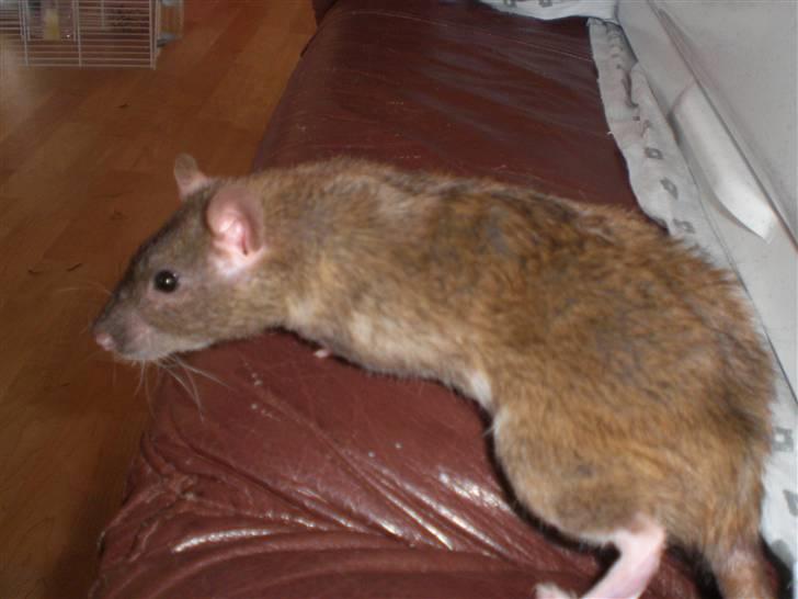 Tamrotte Faith RIP - 20/7-10. billede 8