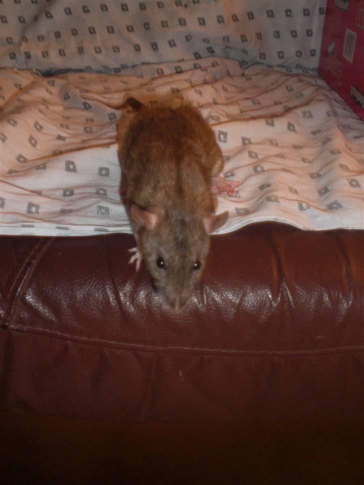 Tamrotte Faith RIP - 8/9-10. billede 9