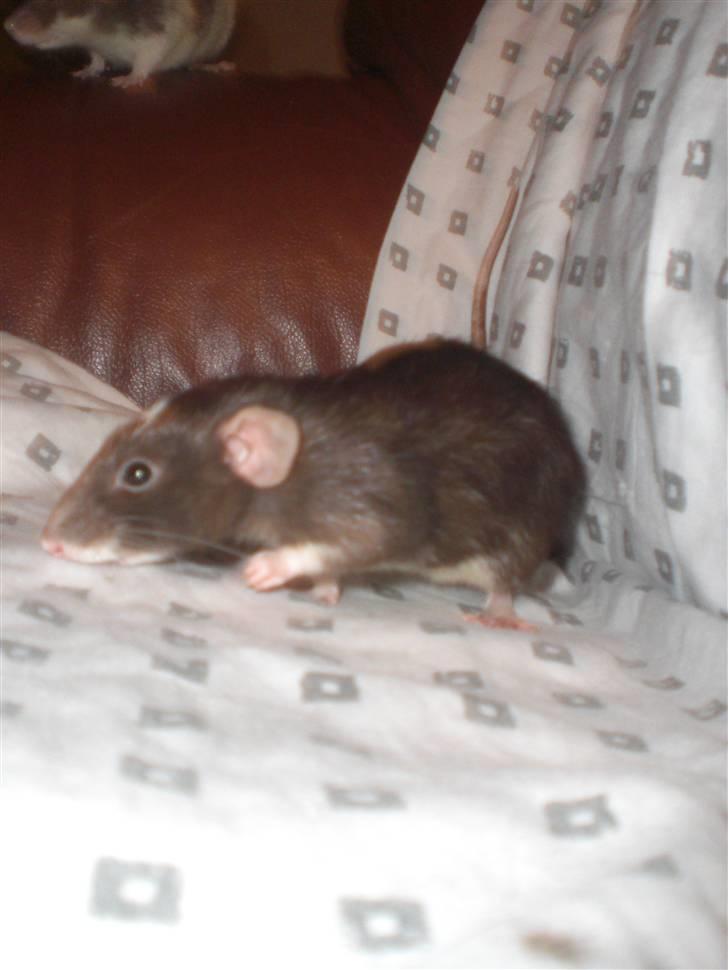 Tamrotte Vita RIP - 3/1-11. billede 16