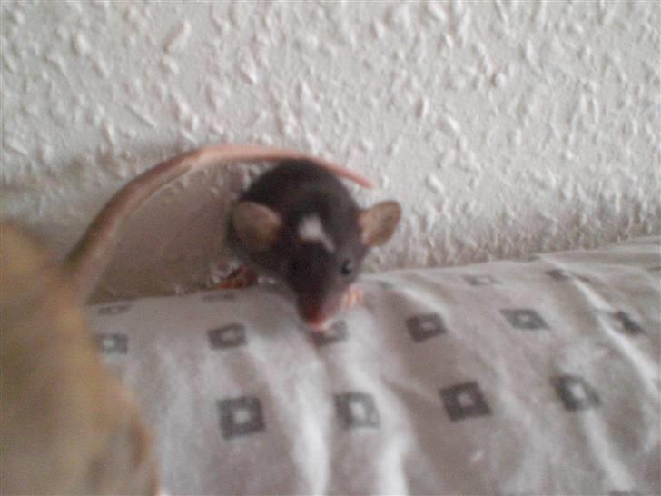 Tamrotte Vita RIP - 19/6-10. billede 2