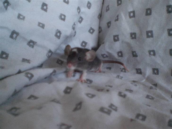 Tamrotte Vita RIP - 19/6-10. billede 3