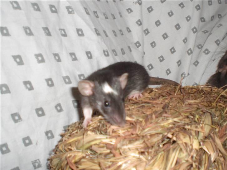 Tamrotte Vita RIP - 20/7-10 billede 4