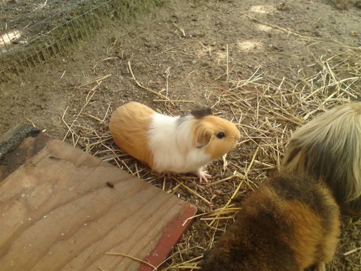 Marsvin Skovlundegaards Valentina - Valentina 4 måneder billede 10