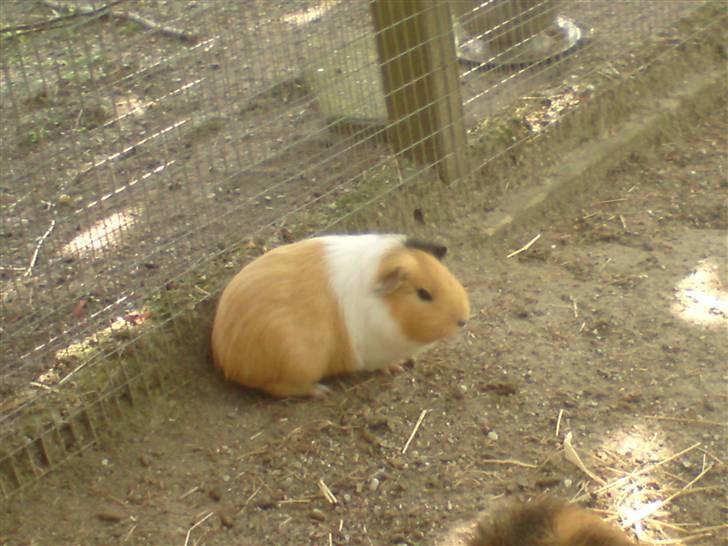 Marsvin Skovlundegaards Valentina billede 11