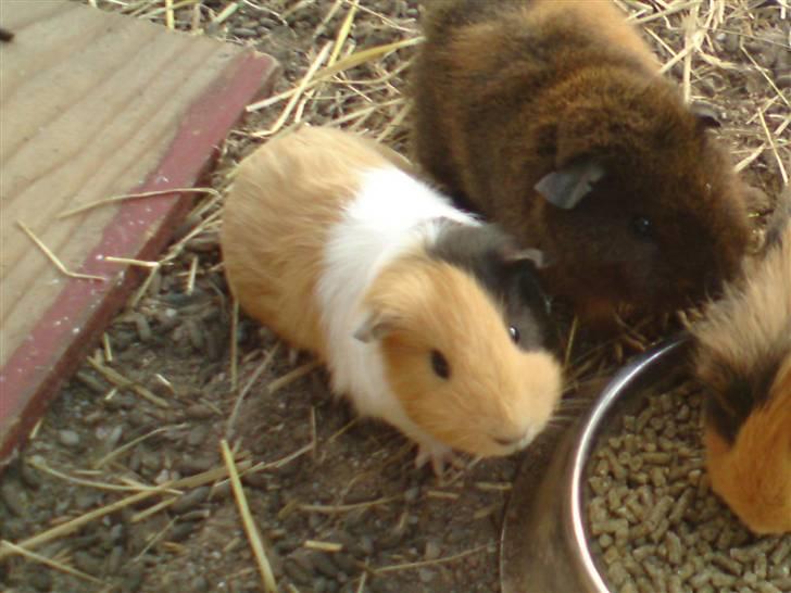 Marsvin Skovlundegaards Valentina billede 12