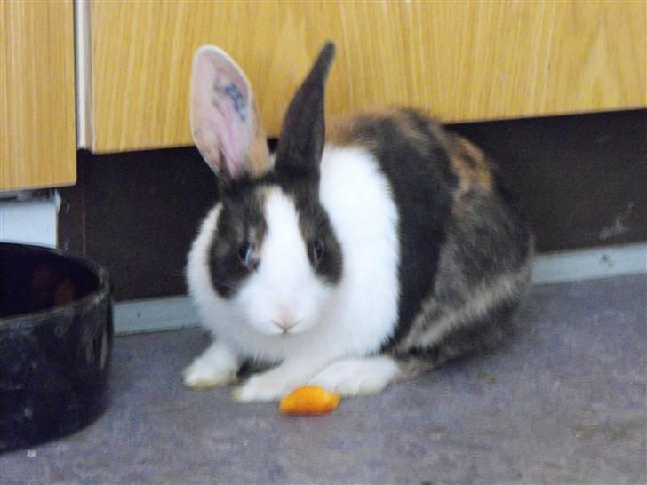 Kanin Puma billede 1