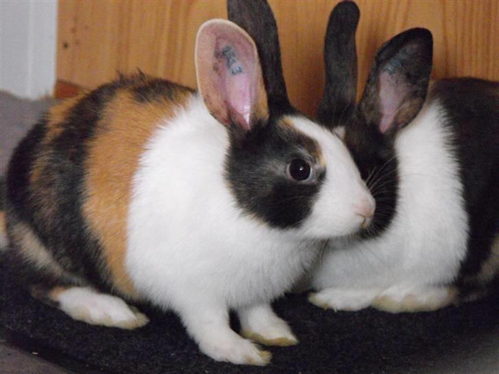 Kanin Puma billede 2