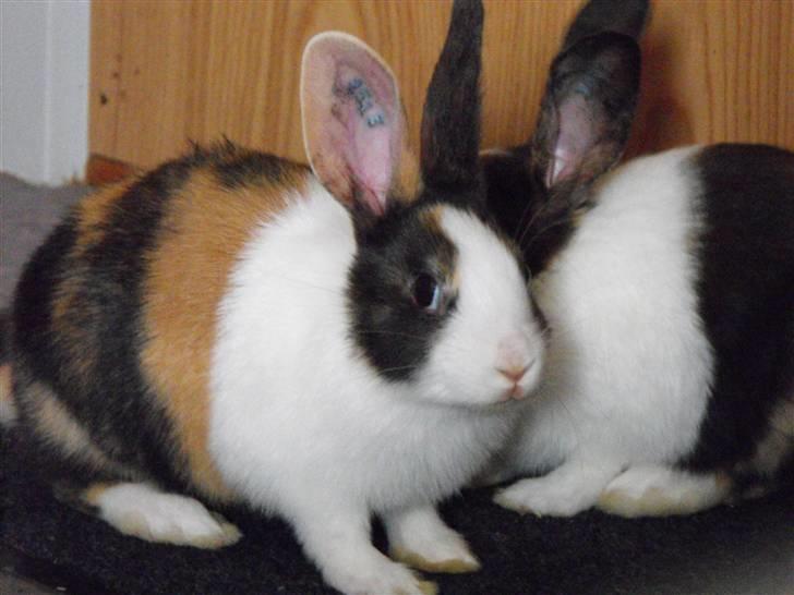 Kanin Puma billede 3