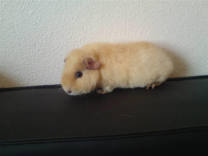 Marsvin Noahs arks Abby - Abby 3 mdr billede 7