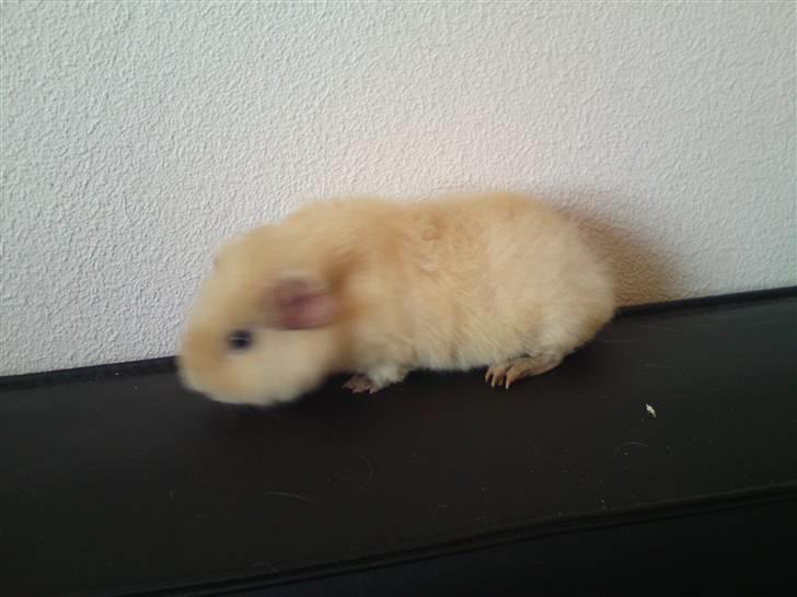 Marsvin Noahs arks Abby billede 8