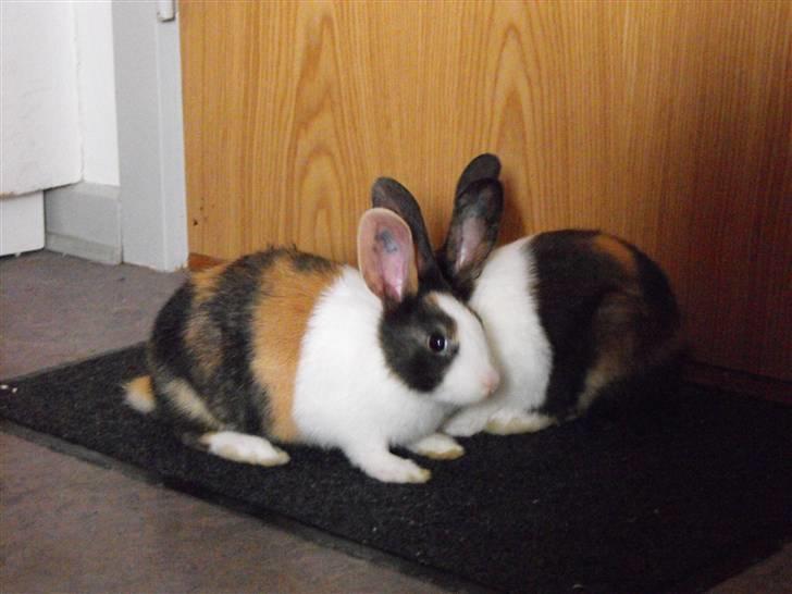 Kanin Puma billede 4