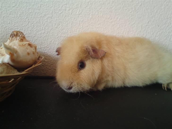 Marsvin Noahs arks Abby billede 9