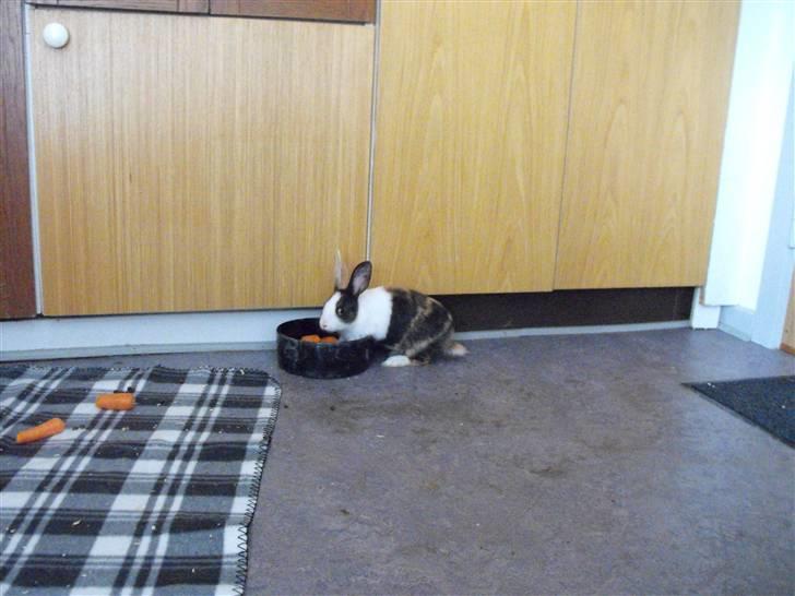 Kanin Puma billede 5