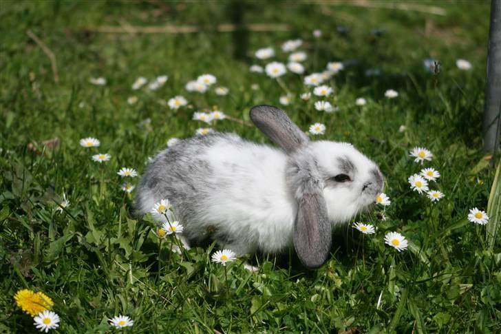 Kanin Fru. Sofus - Klø Klø Klø? xDD [Foto: Julie Sundberg] billede 14