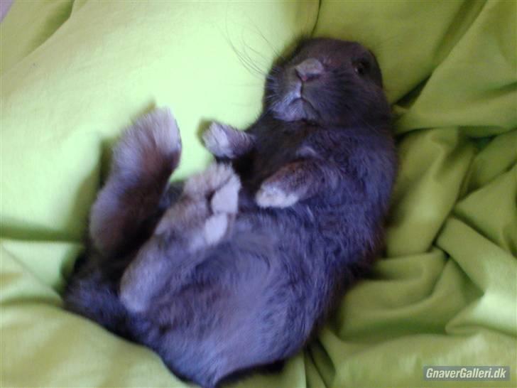 Kanin Ninus - Han er den sødeste kanin i hele verden.<3 billede 1