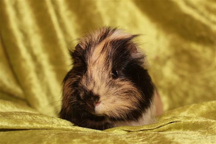 Marsvin Skovlundegaards Malthe - Malthe :) billede 1