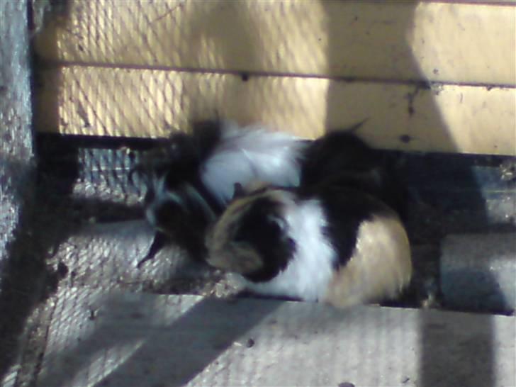 Marsvin Skovlundegaards Malthe - Malthe og Shelly billede 2