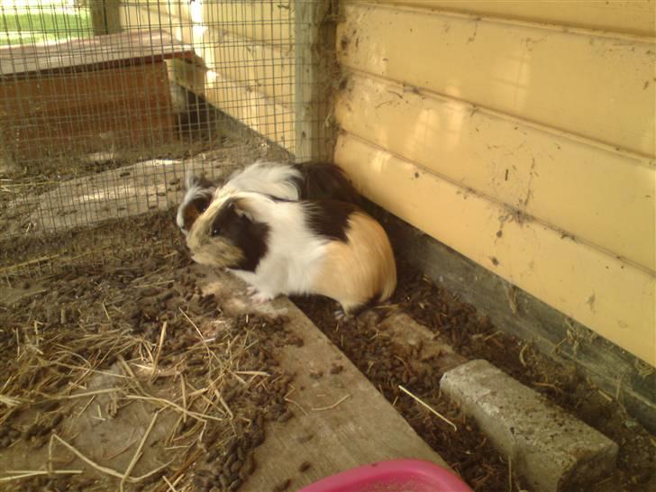 Marsvin Skovlundegaards Malthe billede 3