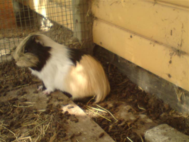 Marsvin Skovlundegaards Malthe billede 4