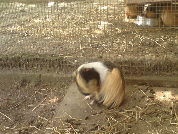 Marsvin Skovlundegaards Malthe billede 5