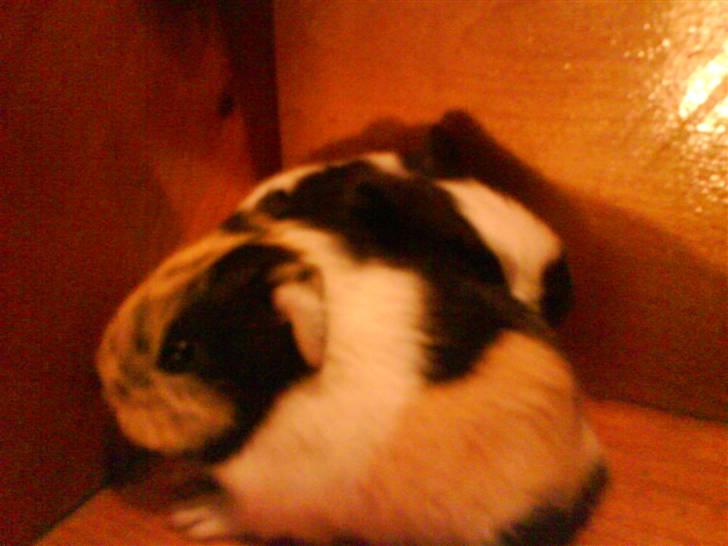 Marsvin Skovlundegaards Malthe - Malthe (forest) og hans søster Bella billede 6