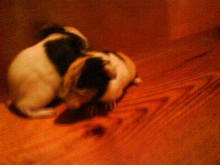 Marsvin Skovlundegaards Malthe billede 7