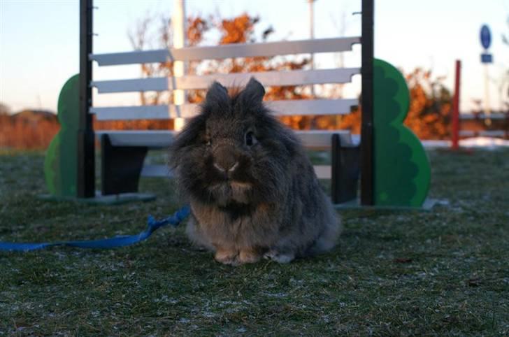 Kanin Mr. Julius - foto; cecilie stald olympic :D billede 15