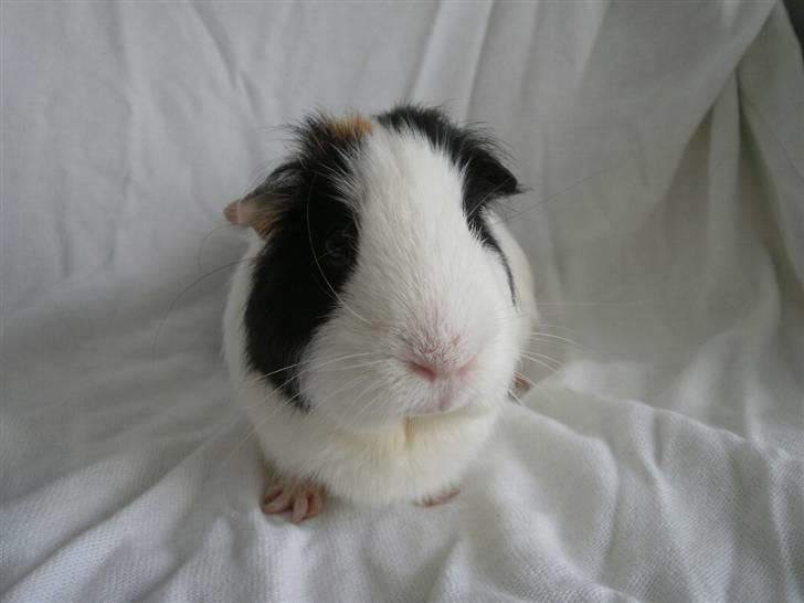 Marsvin Nille billede 5