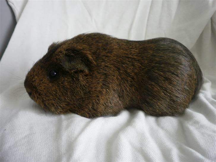 Marsvin Luna billede 3