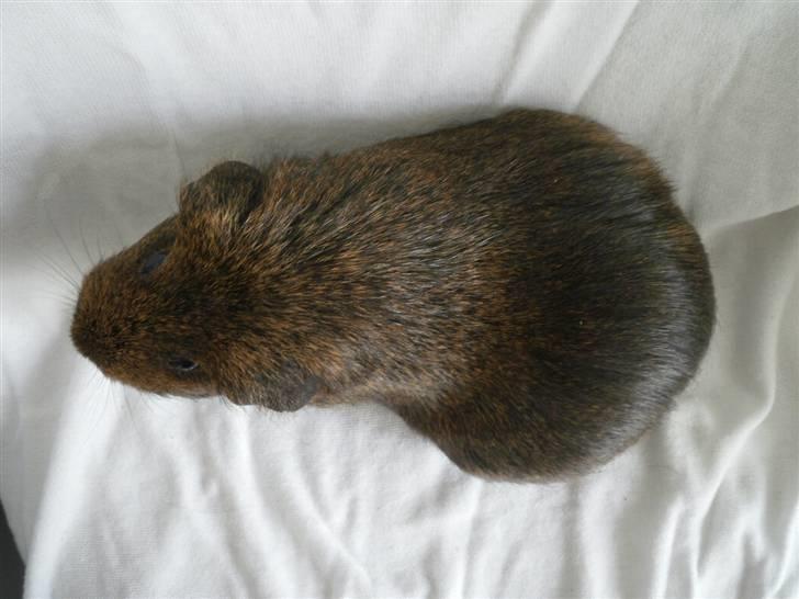 Marsvin Luna billede 4