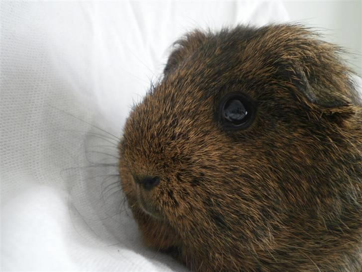 Marsvin Luna - *Guffe guffe* billede 5