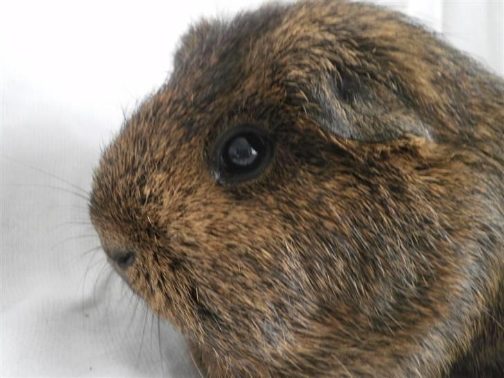 Marsvin Luna billede 6